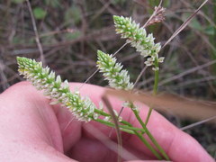 Polygala carteri