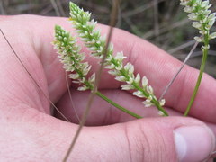 Polygala carteri