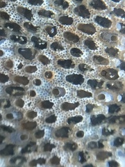 Cryptosula pallasiana