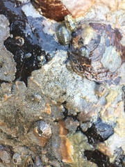 Cryptosula pallasiana