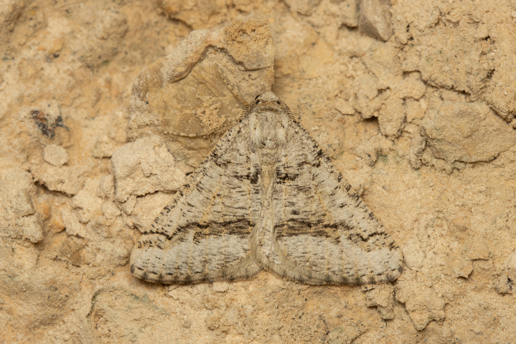 Isturgia exustaria