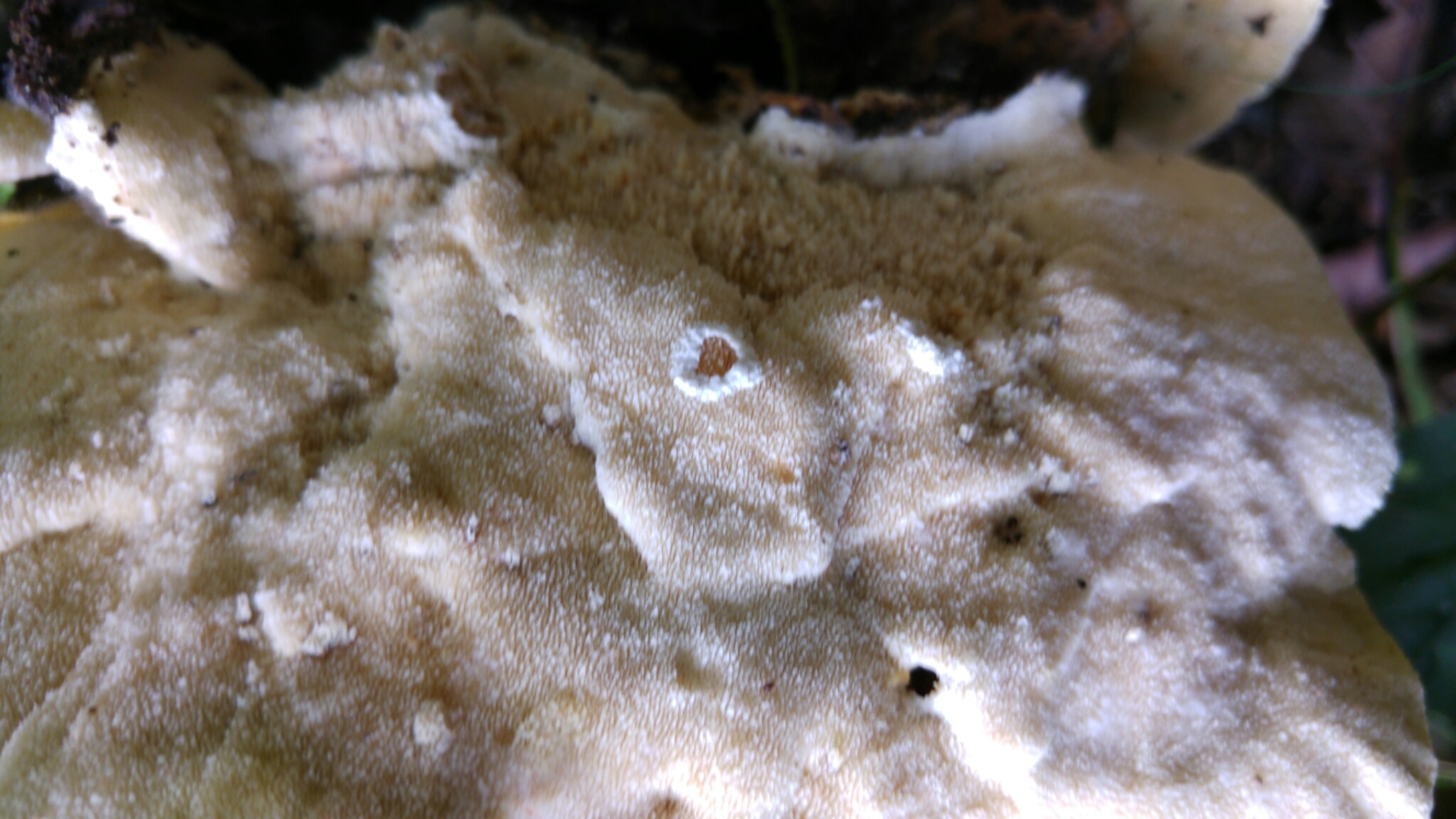 Trametes gibbosa image