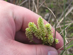 Polygala carteri