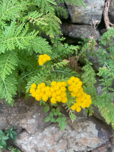 Gonospermum fruticosum, photograph 5