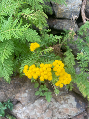 Gonospermum fruticosum, photograph (c) Paul F, some rights reserved (CC BY)