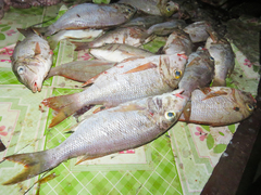 Lethrinus