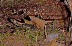 Silvascincus murrayi