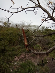 Pseudobombax palmeri