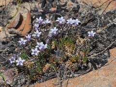 Wahlenbergia oxyphylla