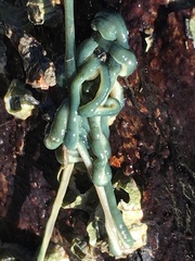 Emplectonema gracile