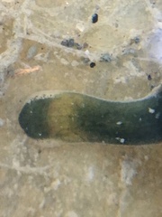 Emplectonema gracile