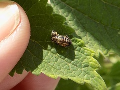 Hippodamia variegata