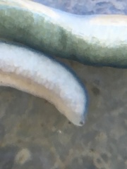 Emplectonema gracile
