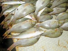 Lethrinidae