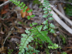 Lindsaea trichomanoides