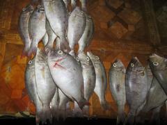 Lethrinus