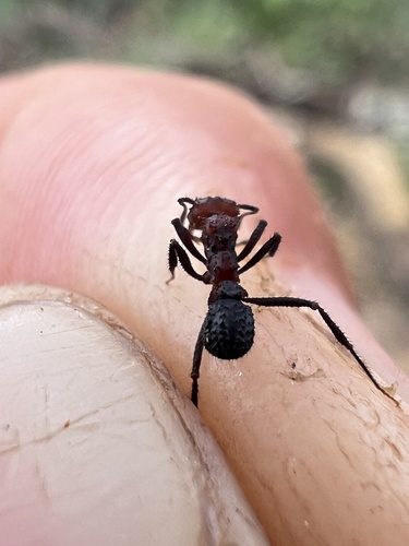 Mycetomoellerius holmgreniMycetomoellerius holmgreni