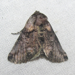 Abrostola microvalis