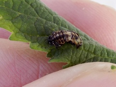 Hippodamia variegata