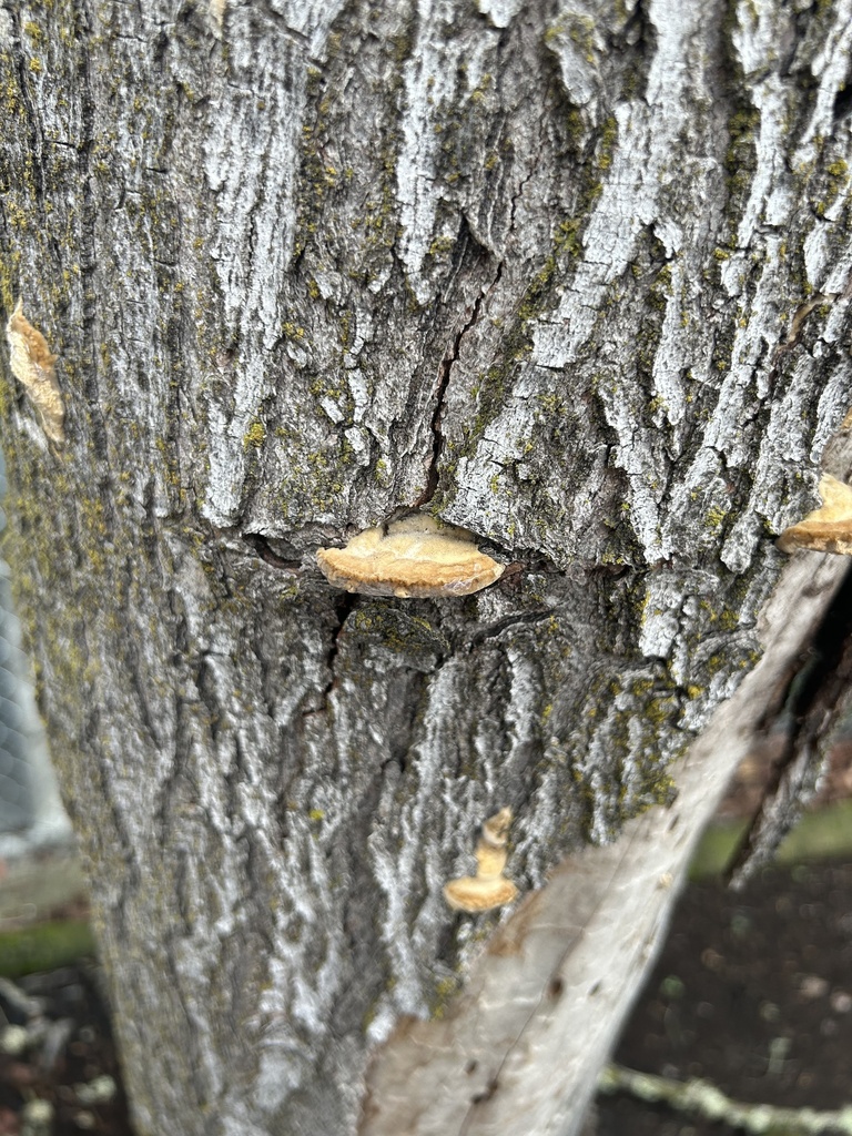 Fomitopsis quercina · February 2026 · photo: © misplace (iNaturalist, cc-by)