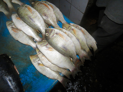 Lethrinus
