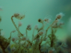 Ectopleura