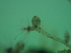 Ectopleura