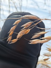 L'avoine (Avena sativa)
