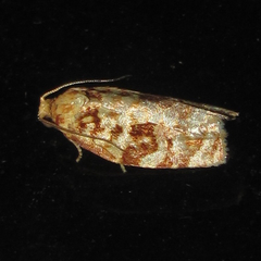 Archips georgiana