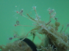 Ectopleura
