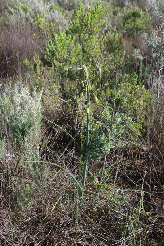 Albuca grandis