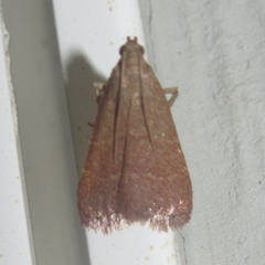 Arta epicoenalis