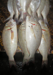 Lethrinus