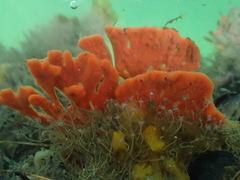 Clathria prolifera