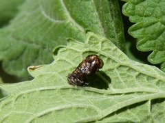 Hippodamia variegata