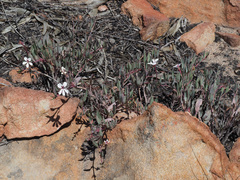 Pelargonium lanceolatum