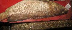 Epinephelidae