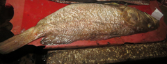 Epinephelidae