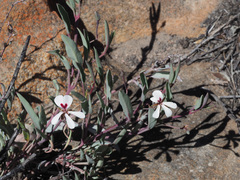 Pelargonium lanceolatum
