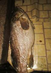 Epinephelidae