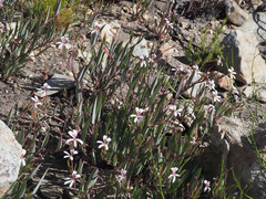 Pelargonium lanceolatum