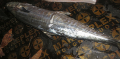 Scomberomorus