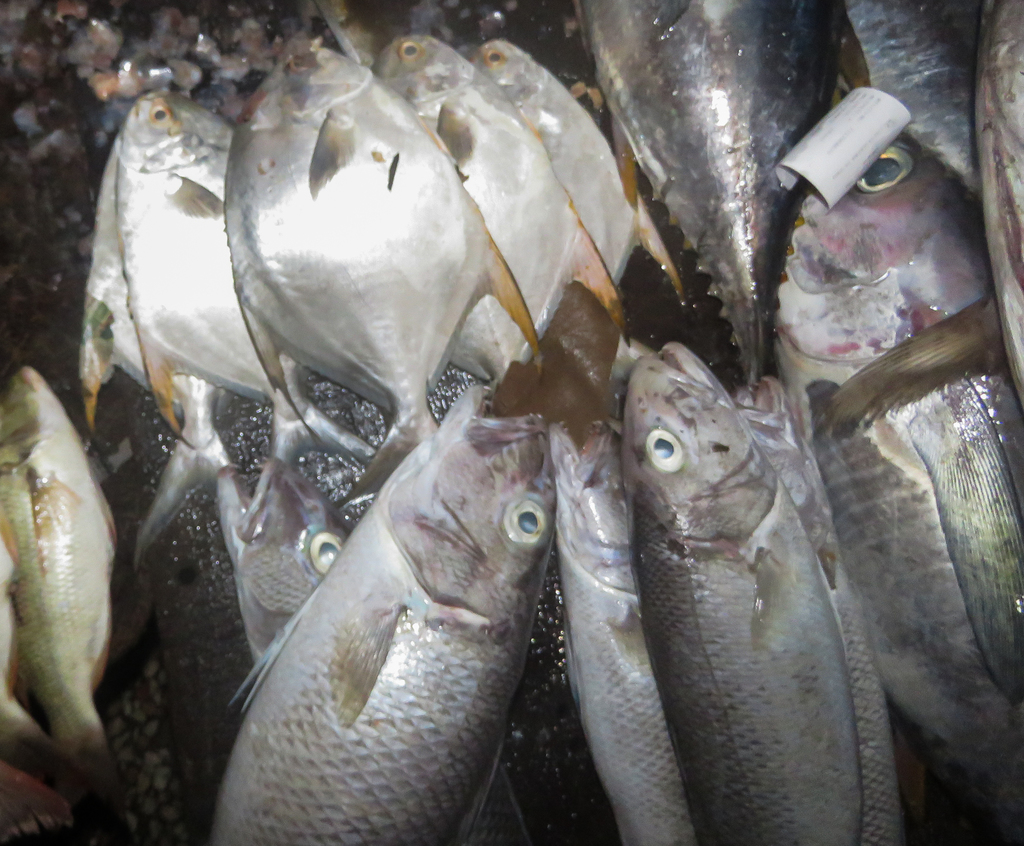 Green jobfish