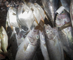 Thunnus