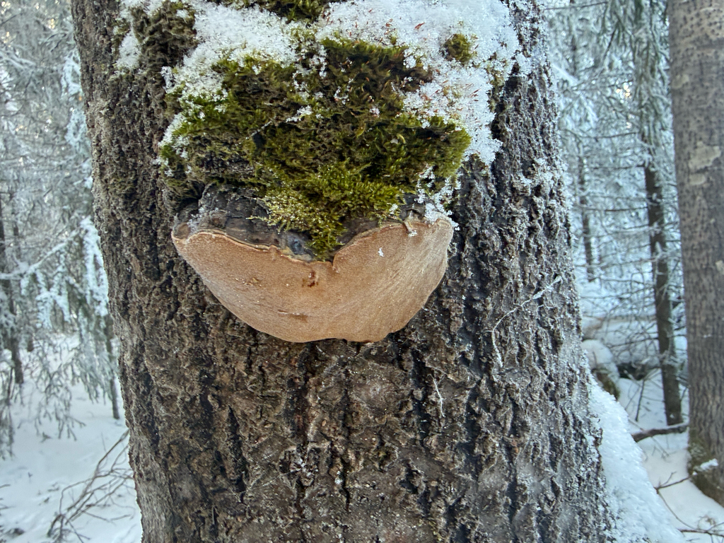 Phellinus tremulae