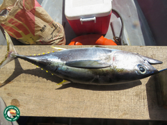 Thunnus albacares