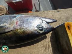 Thunnus albacares