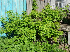 Acer negundo