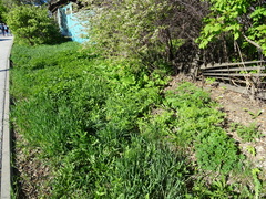 Urtica cannabina