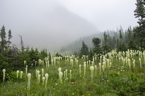 common beargrass (Xerophyllum tenax)